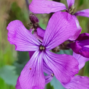 Photographie n°2396052 du taxon Lunaria annua L.