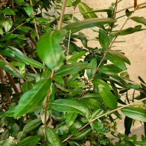 Photographie n°2396078 du taxon Punica granatum L. [1753]