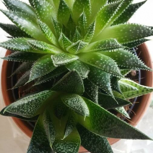  - Aloe aristata Haw. [1825]