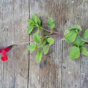 Photographie n°2396090 du taxon Salvia microphylla Kunth [1818]