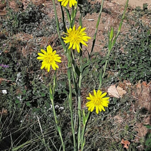 Photographie n°2396092 du taxon Tragopogon pratensis L. [1753]