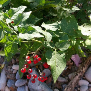 Photographie n°2396100 du taxon Solanum dulcamara L. [1753]