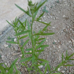 Photographie n°2396101 du taxon Erigeron canadensis L. [1753]