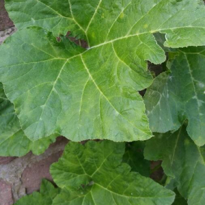 Photographie n°2396107 du taxon Cucurbita pepo L. [1753]