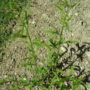 Photographie n°2396118 du taxon Erigeron canadensis L. [1753]