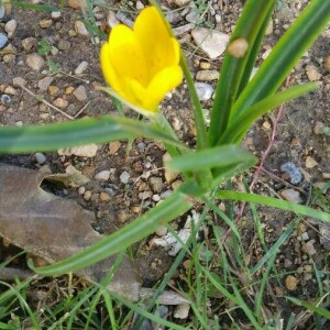 Photographie n°2396120 du taxon Sternbergia lutea (L.) Ker Gawl. ex Spreng. [1825]