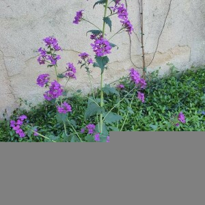 Photographie n°2396133 du taxon Lunaria annua L. [1753]