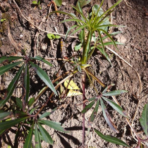 Photographie n°2396146 du taxon Helleborus foetidus L. [1753]