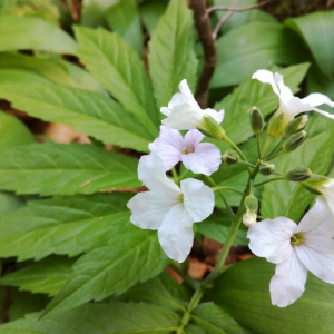 Photographie n°2396149 du taxon Cardamine heptaphylla (Vill.) O.E.Schulz [1903]