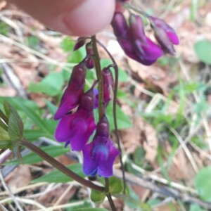 Photographie n°2396157 du taxon Lathyrus vernus (L.) Bernh. [1800]