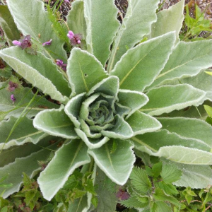 Photographie n°2396167 du taxon Verbascum thapsus L. [1753]