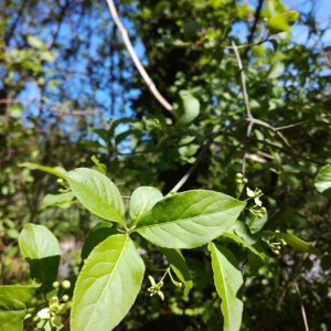 Photographie n°2396172 du taxon Euonymus europaeus L. [1753]