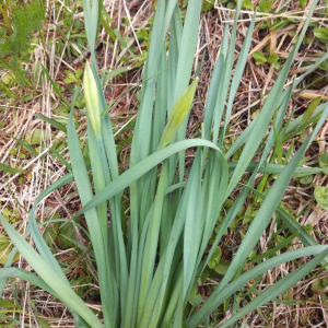 Photographie n°2396186 du taxon Narcissus pseudonarcissus L. [1753]