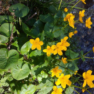 Photographie n°2396188 du taxon Caltha palustris L. [1753]