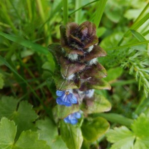 Photographie n°2396195 du taxon Ajuga reptans L. [1753]