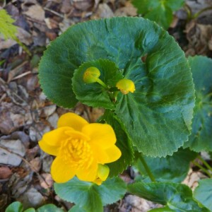 Photographie n°2396197 du taxon Caltha palustris L. [1753]