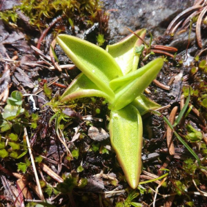 Photographie n°2396202 du taxon Pinguicula alpina L. [1753]