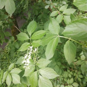 Photographie n°2396219 du taxon Sambucus nigra L. [1753]