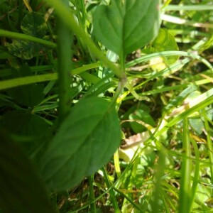 Photographie n°2396222 du taxon Prunella vulgaris L. [1753]