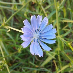 Photographie n°2396231 du taxon Cichorium intybus L. [1753]