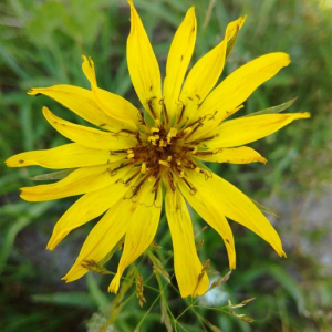 Photographie n°2396233 du taxon Tragopogon pratensis L. [1753]