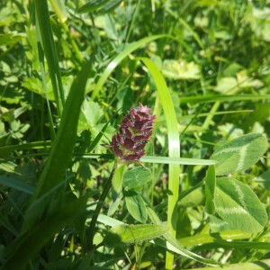 Photographie n°2396240 du taxon Prunella vulgaris L. [1753]