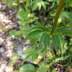 Photographie n°2396252 du taxon Valeriana tuberosa L. [1753]