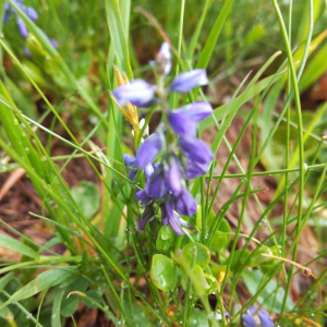 Photographie n°2396260 du taxon Polygala alpestris Rchb. [1823]