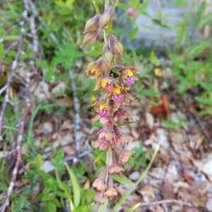 Photographie n°2396268 du taxon Epipactis atrorubens (Hoffm.) Besser [1809]