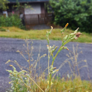 Photographie n°2396275 du taxon Lactuca serriola L. [1756]