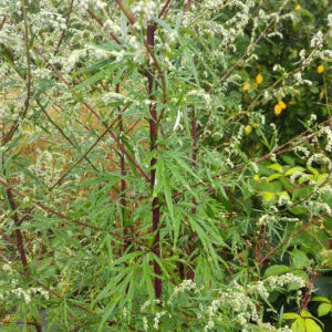 Photographie n°2396276 du taxon Artemisia vulgaris L. [1753]