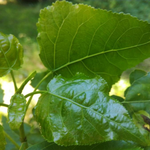 Photographie n°2396311 du taxon Populus nigra L. [1753]