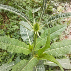 Photographie n°2396317 du taxon Dipsacus fullonum L. [1753]