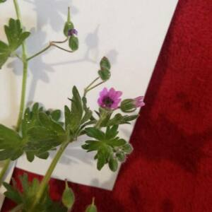 Photographie n°2396383 du taxon Geranium molle L. [1753]