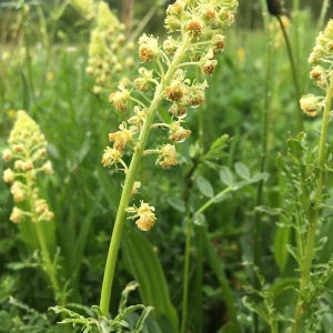 Photographie n°2396393 du taxon Reseda lutea L. [1753]