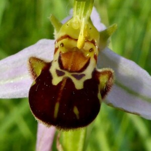 Photographie n°2396450 du taxon Ophrys apifera Huds. [1762]