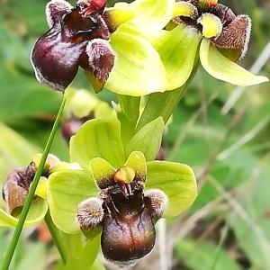 Photographie n°2396462 du taxon Ophrys bombyliflora Link [1800]