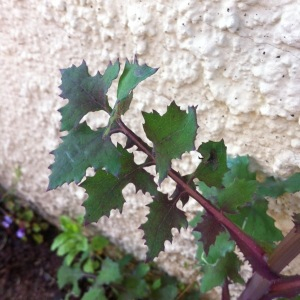 Photographie n°2396517 du taxon Sonchus oleraceus L.