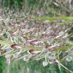 Photographie n°2396544 du taxon Himantoglossum hircinum (L.) Spreng. [1826]