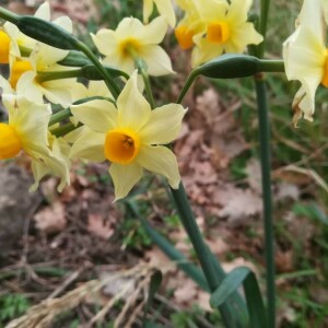 Photographie n°2396562 du taxon Narcissus tazetta L. [1753]