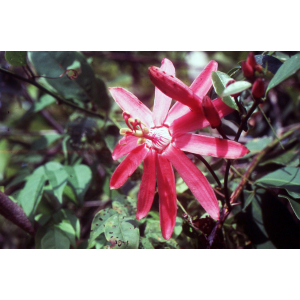 Passiflora qudrangularis-083.jpg