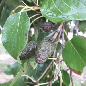 Photographie n°2396573 du taxon Alnus cordata (Loisel.) Duby