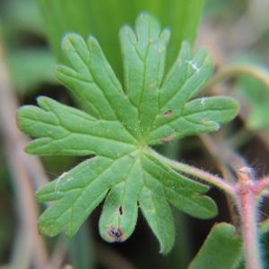 Photographie n°2396935 du taxon Geranium molle L. [1753]