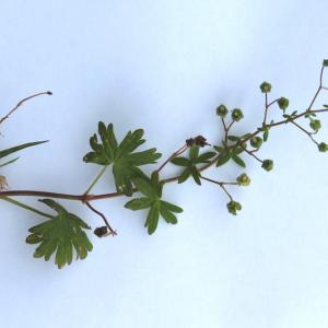 Photographie n°2396940 du taxon Geranium molle L. [1753]