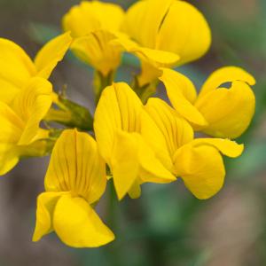 Photographie n°2396997 du taxon Hippocrepis comosa L. [1753]