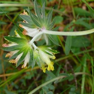 Photographie n°2397098 du taxon Anthyllis vulneraria L.