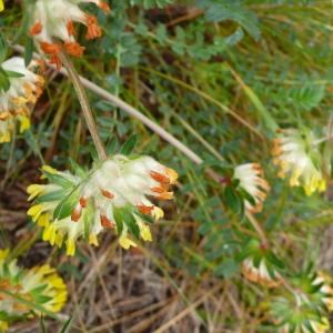 Photographie n°2397101 du taxon Anthyllis vulneraria L.