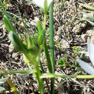 Photographie n°2397136 du taxon Ornithogalum L. [1753]