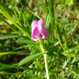 Photographie n°2397210 du taxon Vicia sativa L. [1753]