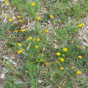 Photographie n°2397221 du taxon Hippocrepis comosa L. [1753]